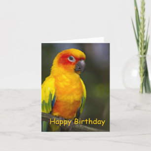Carte d'anniversaire Sun Conure Parrot blanche