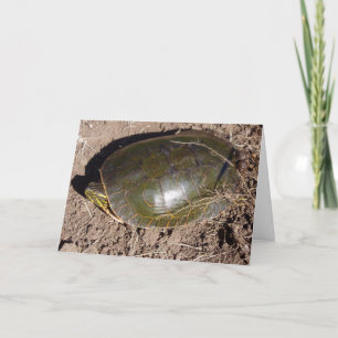 Carte d'anniversaire "Tortue peinte"
