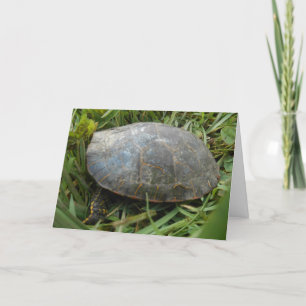 Carte d'anniversaire “Tortue peinte de l'Arboretum