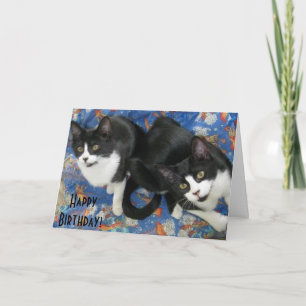 Carte d'anniversaire Twin Tuxedo Kittens