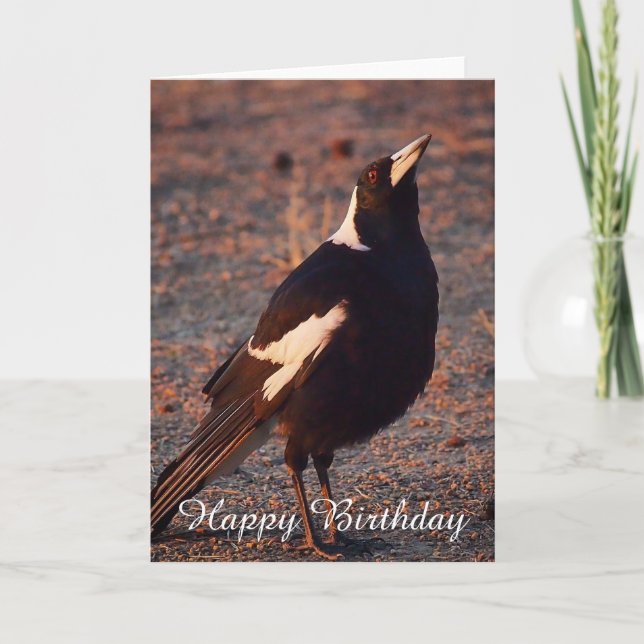Carte d'anniversaire vierge - Magpie australienne (Devant)
