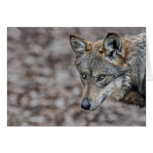 Carte d'aperçu de loup