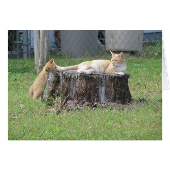 Carte d'appréciation de maman et de chaton (Devant horizontal)