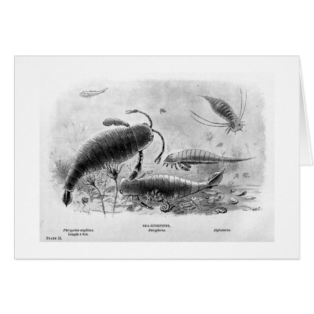 carte d'art de Mer-scorpions (Devant horizontal)