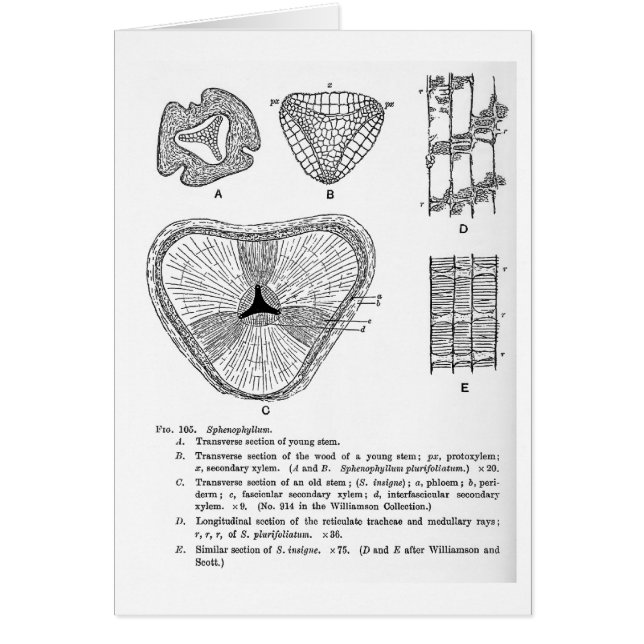 Carte d'art de Sphenophyllum (Devant)