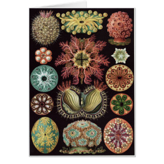 Carte d'art d'Ernst Haeckel : Ascidiae