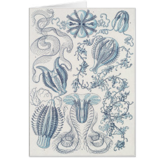 Carte d'art d'Ernst Haeckel : Ctenophorae