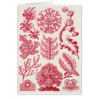 Carte d'art d'Ernst Haeckel : Florideae