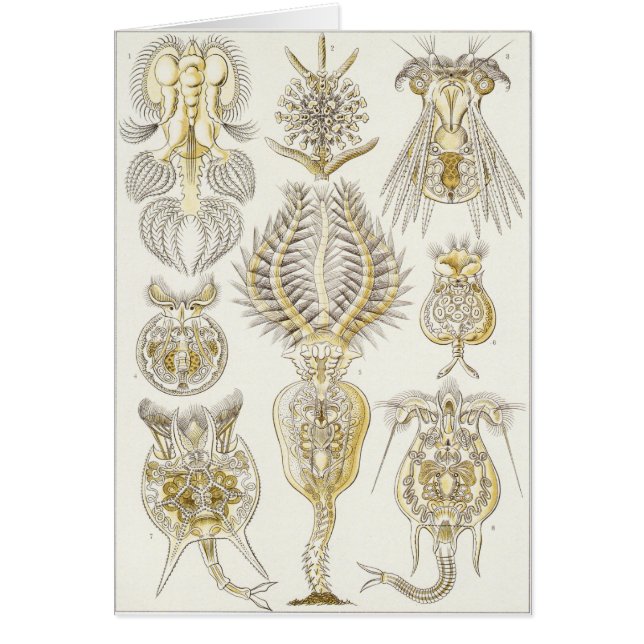 Carte d'art d'Ernst Haeckel : Rotatoria (Devant)