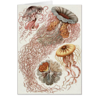 Carte d'art Ernst Haeckel : Discomedusae