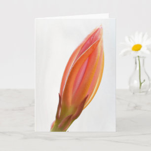 Carte d'art orangé Cactus Orchid Bud Orange