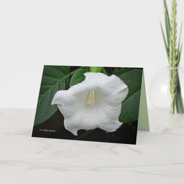 Carte Datura du matin (Devant)