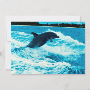 Carte Dauphin à bec (Tursiops truncatus), Bahama Is