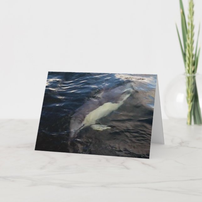 Carte Dauphin commun majestueux, scène sous-marine océan (Devant)