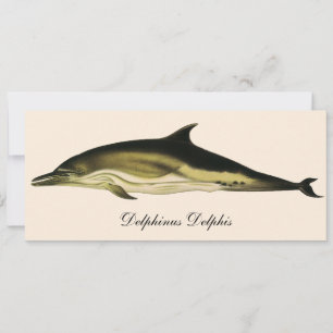 Carte Dauphin Delphinus Delphis, Animaux Marins Vintage