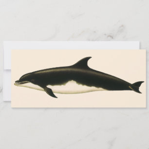 Carte Dauphins Delphinus Tursio, Animaux Marins Vintage