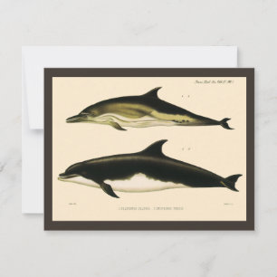 Carte Dauphins vintage, mammifères marins Animaux 