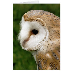 CARTE DE BARN OWL