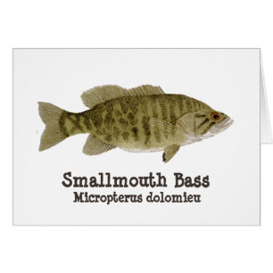 Carte de basse de Smallmouth