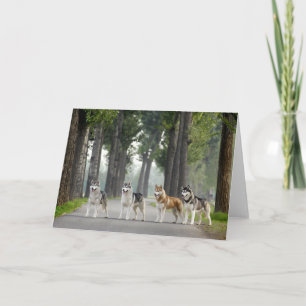 Carte De beaux chiens Husky sur un sentier naturel