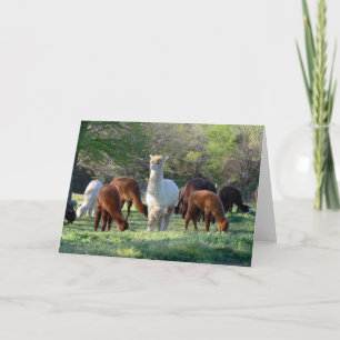 Carte de belle de Sleigh