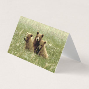 Carte de billet vierge pliée de grizzli & oursons