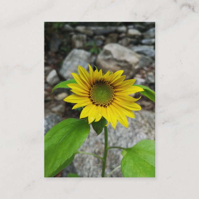 carte de boîtier de tournesol (Devant)