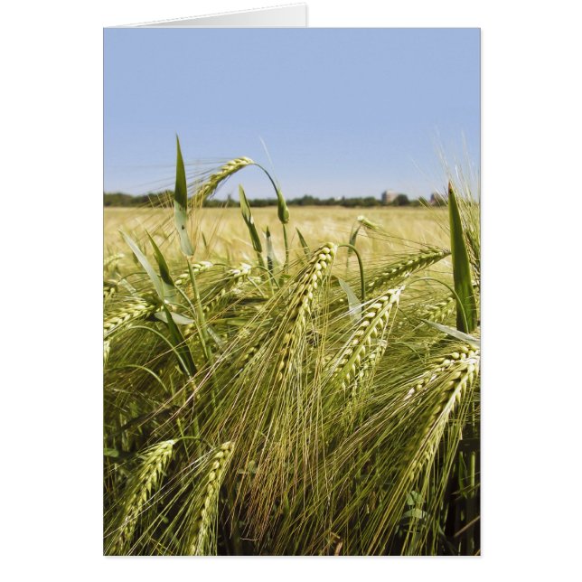 Carte de bord (Devant)