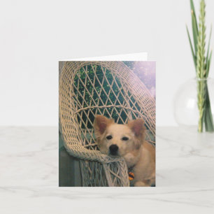 Carte de Border Collie Rouge Australien