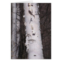 Carte de bouleau blanc (Betula papyrifera)