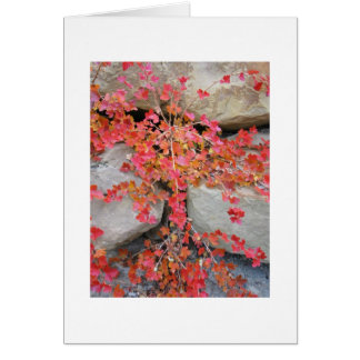 Carte de Bush de groseille à maquereau