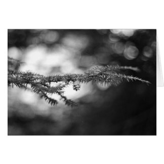 Carte de BW Pinecone