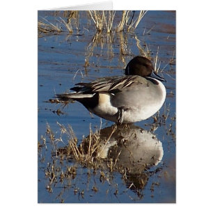 Carte de canard de canard pilet