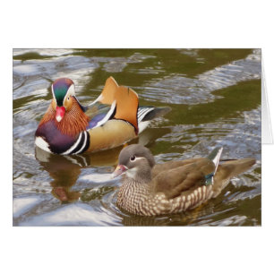 Carte de canards de mandarine