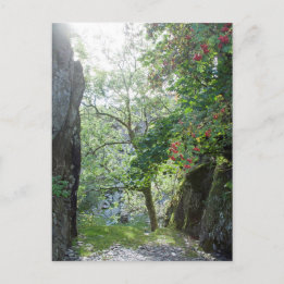 Carte de carrière Tilberthwaite Rowan Tree