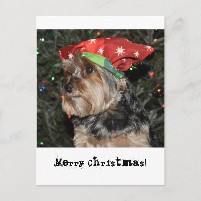 Carte de carte postale de Yorkshire Terrier de (Devant)