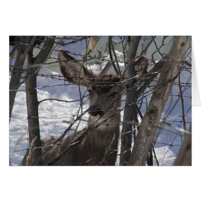 Carte de cerf (Devant horizontal)