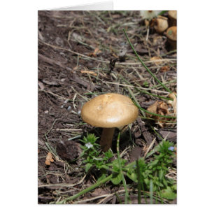 Carte de champignon de 51:10 de psaume