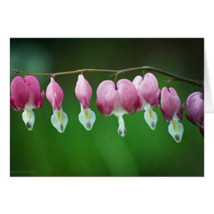 Carte de charme rose