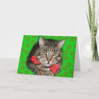 carte de chat