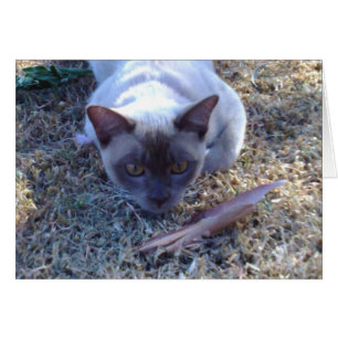 Carte de chat birman