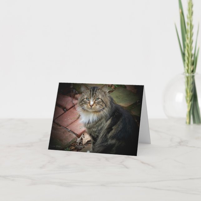 Carte de chat de forêt norvégienne (Devant)