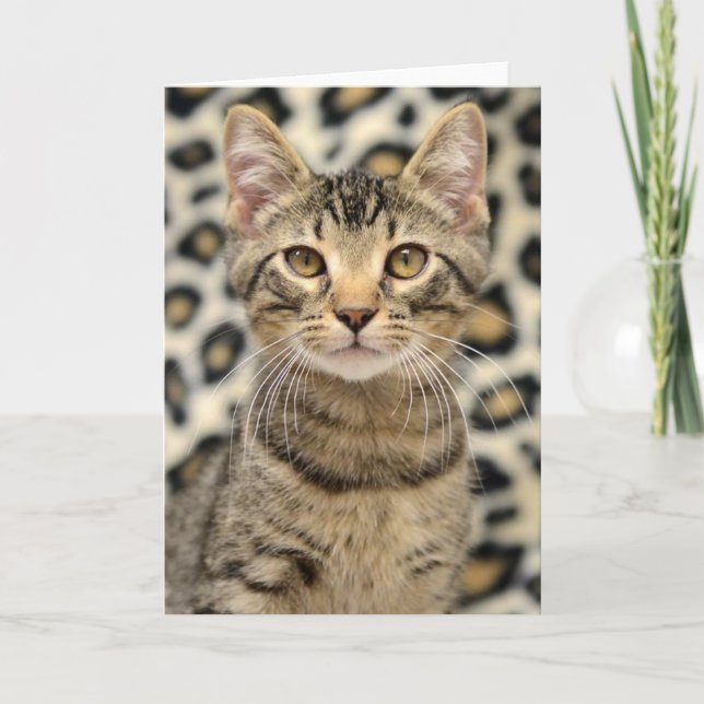 Carte de chat tigré de brun de délivrance de chat (Devant)