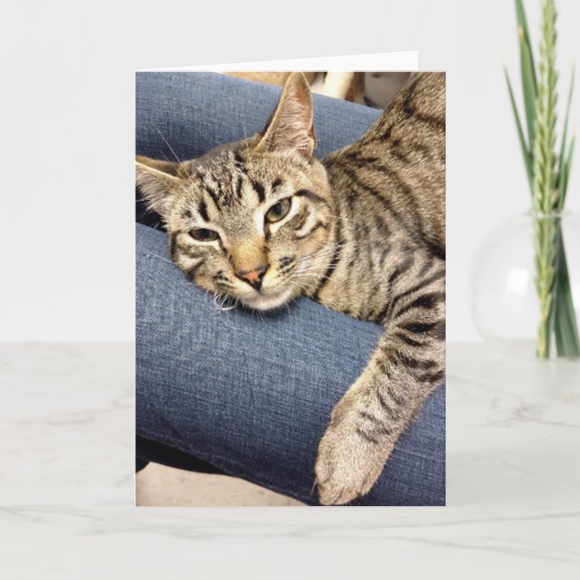 Carte de chat tigré de gris argenté de délivrance (Devant)