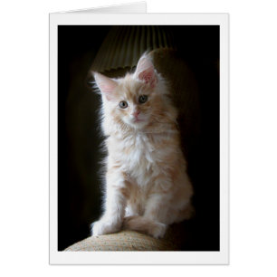 Carte de chaton Maine Maine Coon