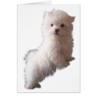 Carte de chien