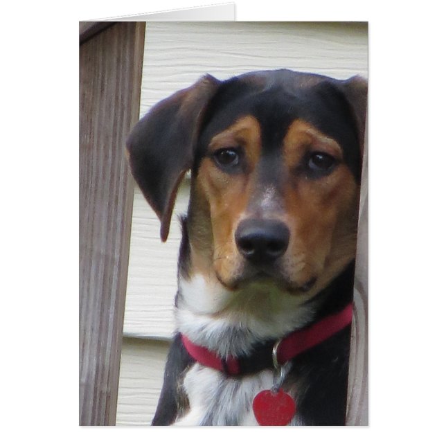 Carte de chien (Devant)