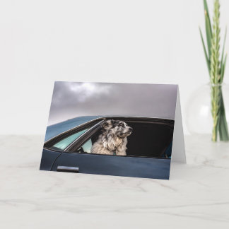 Carte de chien australien