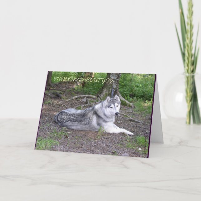 CARTE DE CHIEN DE TRAÎNEAU SIBÉRIEN (Devant)