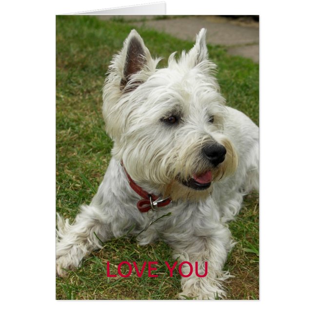 Carte de chien de Westie (Devant)